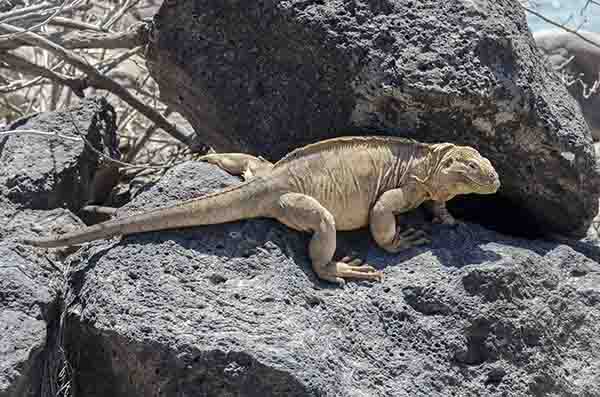 Iguana terrestre de Santa Fé - isla Santa Fé - islas Galápagos - Ecuador 03.jpg